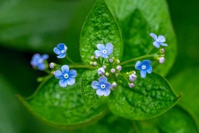 微距拍摄中的蓝色花蕾